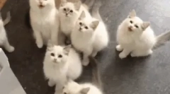 Як часто кот народжує