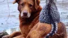 Як падає з бліх на комах