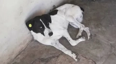 Як власник знайшов свою собаку за три роки пошуку