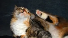 Як і що принести бліх з домашньої кішки?