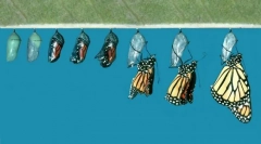 Як з'являється метелик з гусениці?