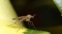 Як комарів знаходять людину в темряві?