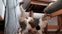 Як територія кішки марки