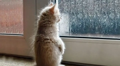 Як кішка передбачає погоду