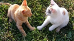 Як кішка обіймає кішку?