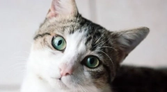 Як кішка бачить світ