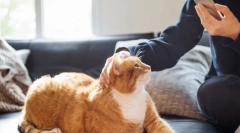 Як кішка впливає на людину