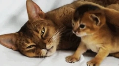 Як кішка піклується про його потомство?