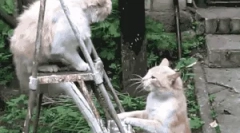 Як кішка захищена від ворогів?