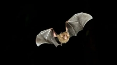 Як кажани орієнтовані в темряві?