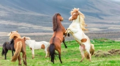 Як коні захищають себе від правопорушників?