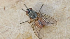 Як летіти йде на стелю