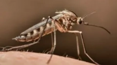 Як знайти комару в кімнаті?