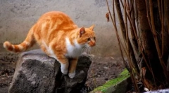 Як знайти відсутній кіт