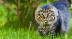 Як знайти кота дурня?