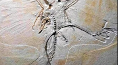 Як виявили динозаври?