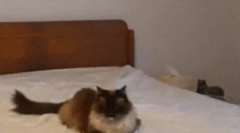 Як спілкуються кішки