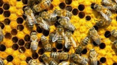 Як спілкуватися бджіл