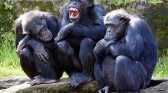 Як тварини можуть спілкуватися один з одним?