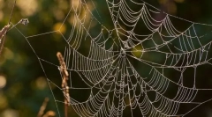 Як полювати павуків