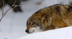 Як вовки полювання?