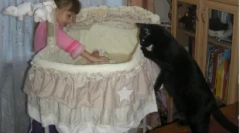 Як кішка бере до новонародженої дитини