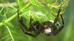 Як сріблястий срібло дихає під водою?