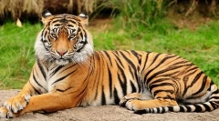 Як хижаки та травужі відрізняються за зовнішнім виглядом?