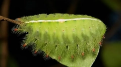 Наскільки скасовані муканеві гусениці?