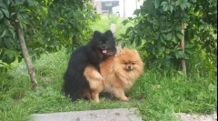 Як вперше в'язання собак: як допомогти домашнім тваринам