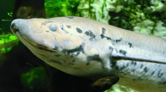 Як прототри втрачати посуху?