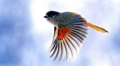 Як птахи літають?