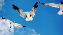 Як птахи, орієнтовані в повітрі?