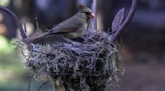 Як птахи будують гнізда?