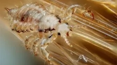 Як помножити, розвиватися і пройти