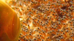 Як рибні породи