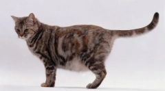 Як народжує кішку вперше