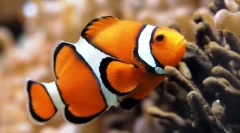 Як плавати риба?