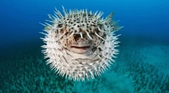 Як захищена риба