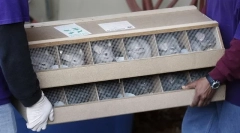 Як шиншили стали домом