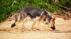 Як собака приймає слід?