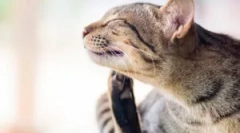 Як співіснують помилки і домашні тварини?