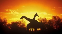 Як тварини сплять?