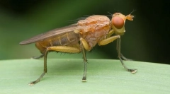 Як теніка бореться з slugs?