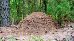 Як організована мурашка?