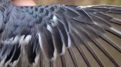 Як налаштовано перо?