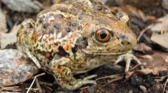 Як влаштувалися очі часнику?