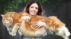 Як влаштовані кішки: цікаві факти про зовнішню та внутрішню структуру цих тварин