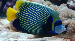 Як вода-імператори поводяться у воді?