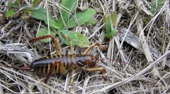 Як вітри врятуються від холоду?